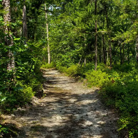 A Summer Walk Through FREC (2018) - 07/30/2018